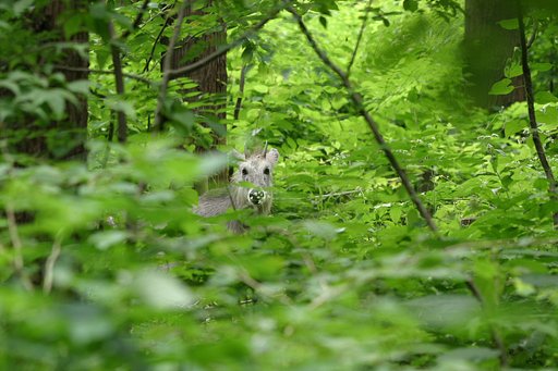 カモシカとの出逢い