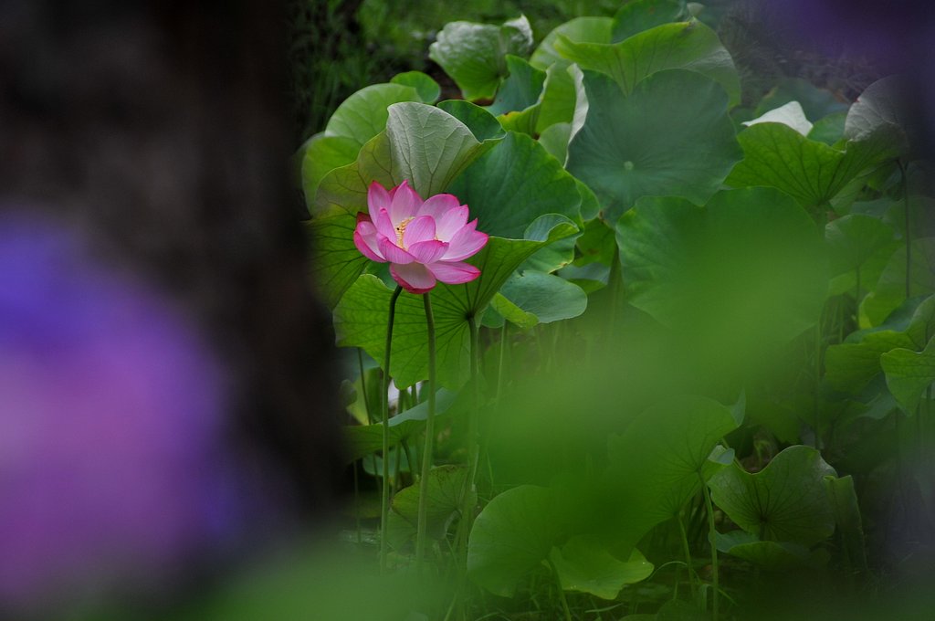 花一輪