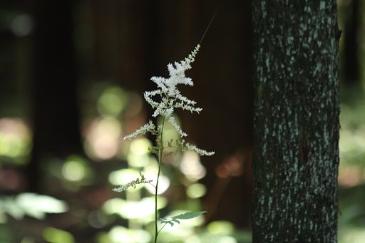 林の中