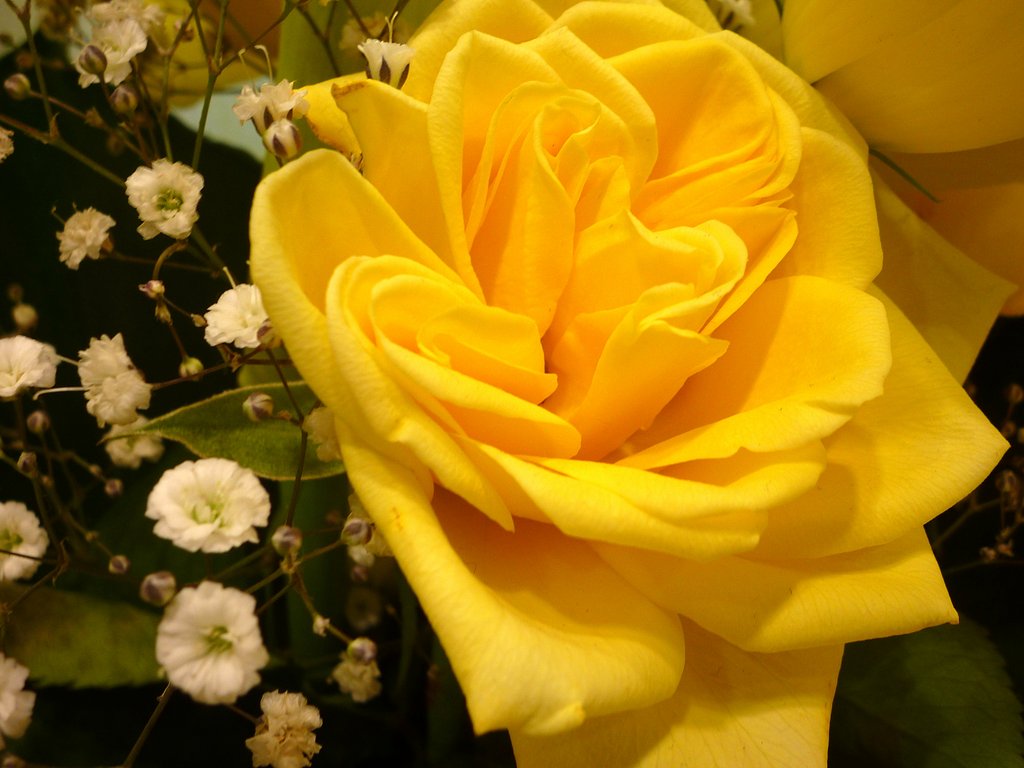 薔薇4