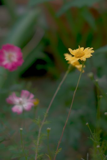 お花