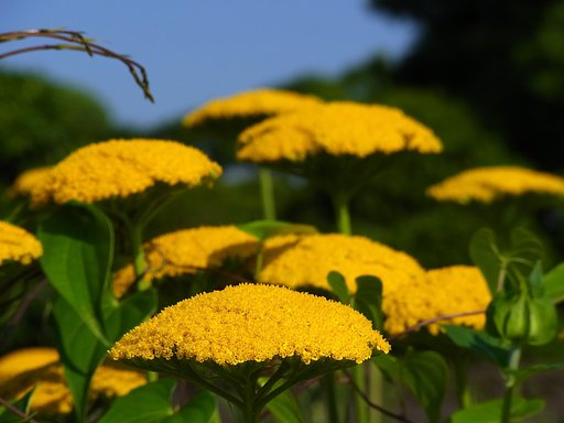 キバナノコギリソウ（黄花鋸草）