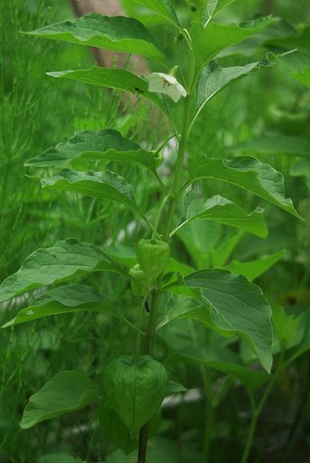 花と実と昆虫と