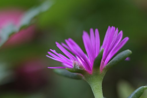 松葉菊