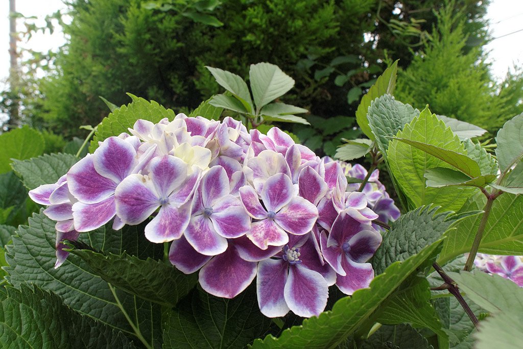 巨大な紫陽花