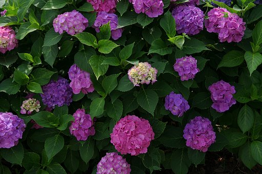 カラフル紫陽花