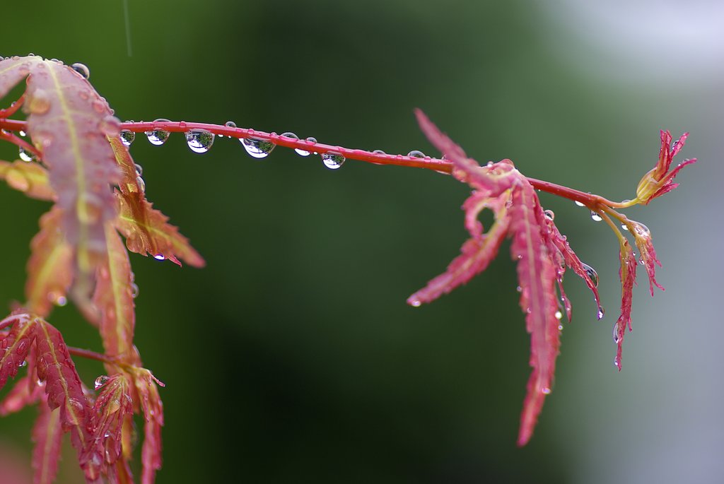 梅雨モミジ