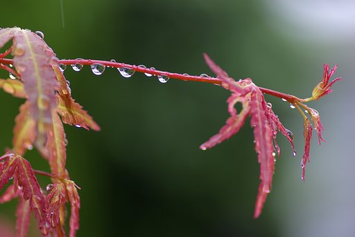 梅雨モミジ