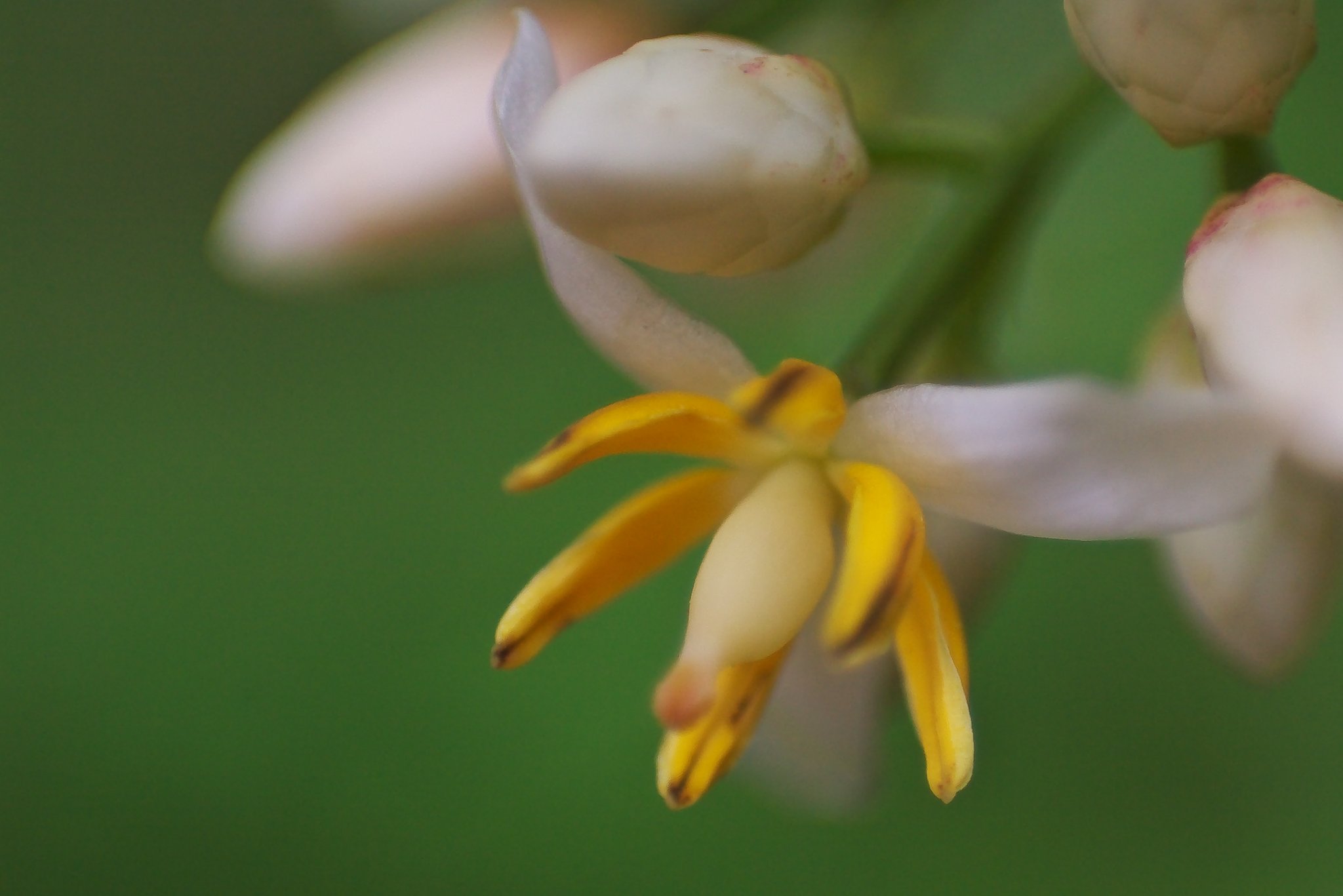 ナンテンの花が開花