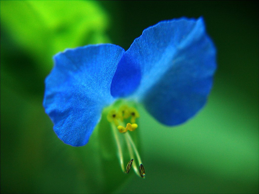 怪鳥①