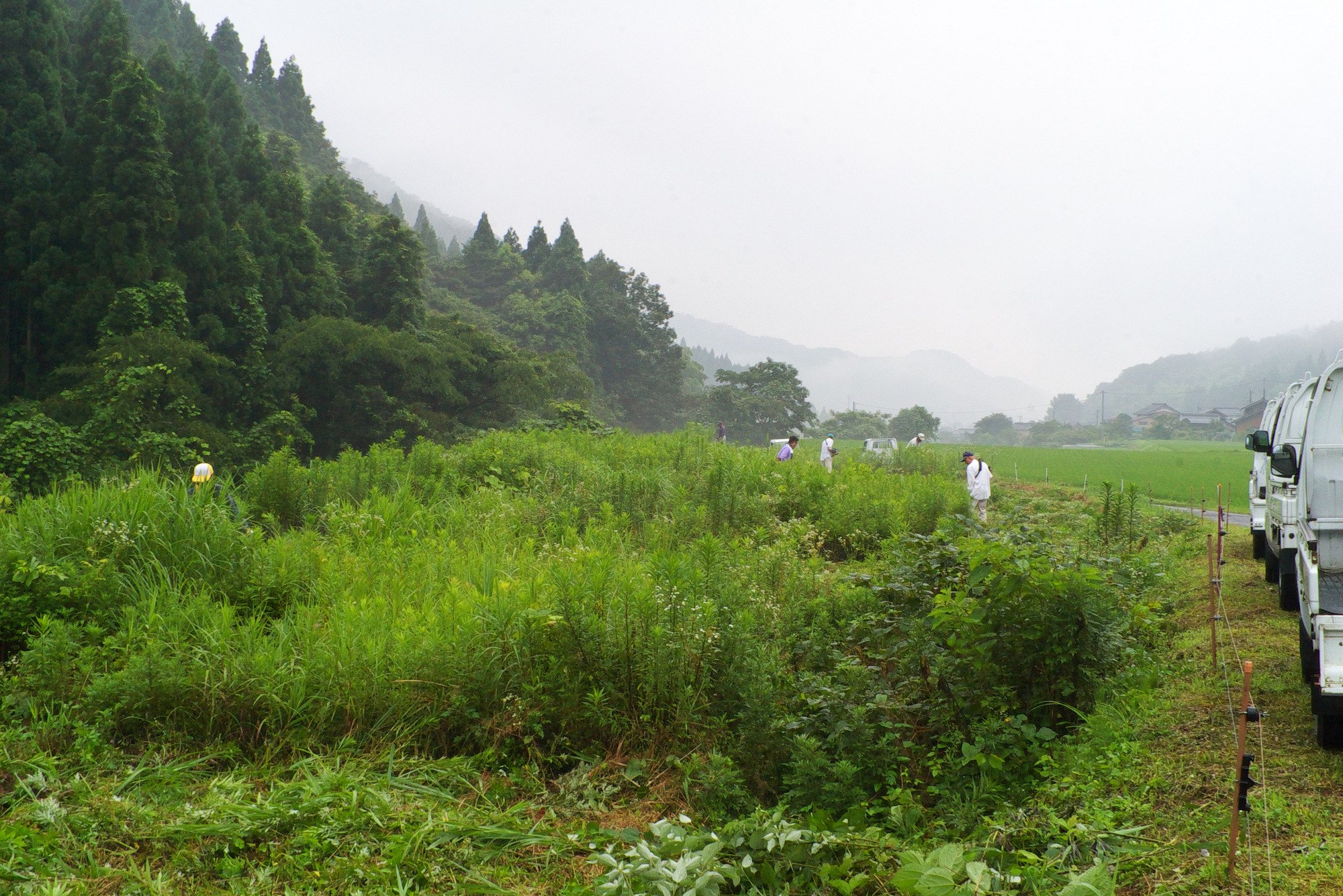 早朝草刈