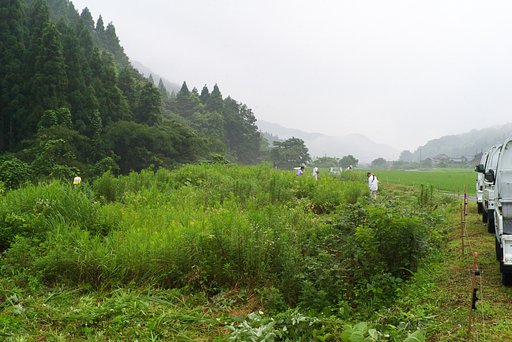 早朝草刈