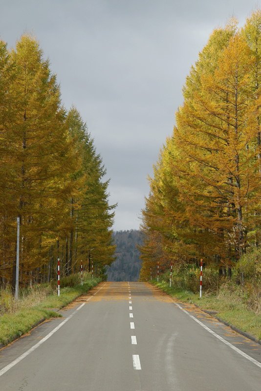 カラマツに包まれて道は