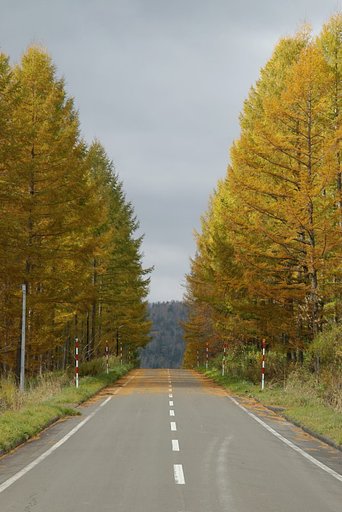 カラマツに包まれて道は