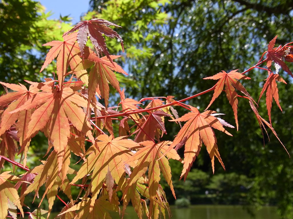 真夏の紅葉