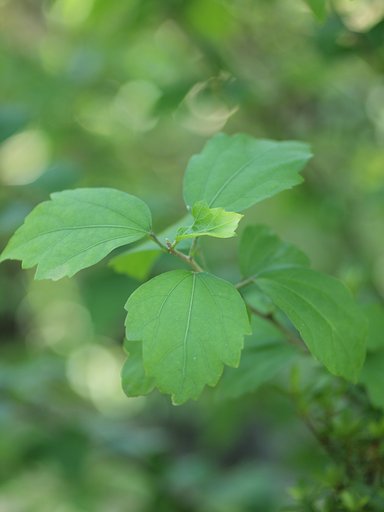 【夏の涼】 葉風