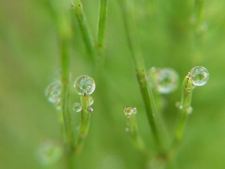 【夏の涼】すぎのこと雫