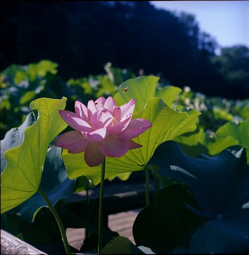薬師池公園の大賀ハス　その５か？
