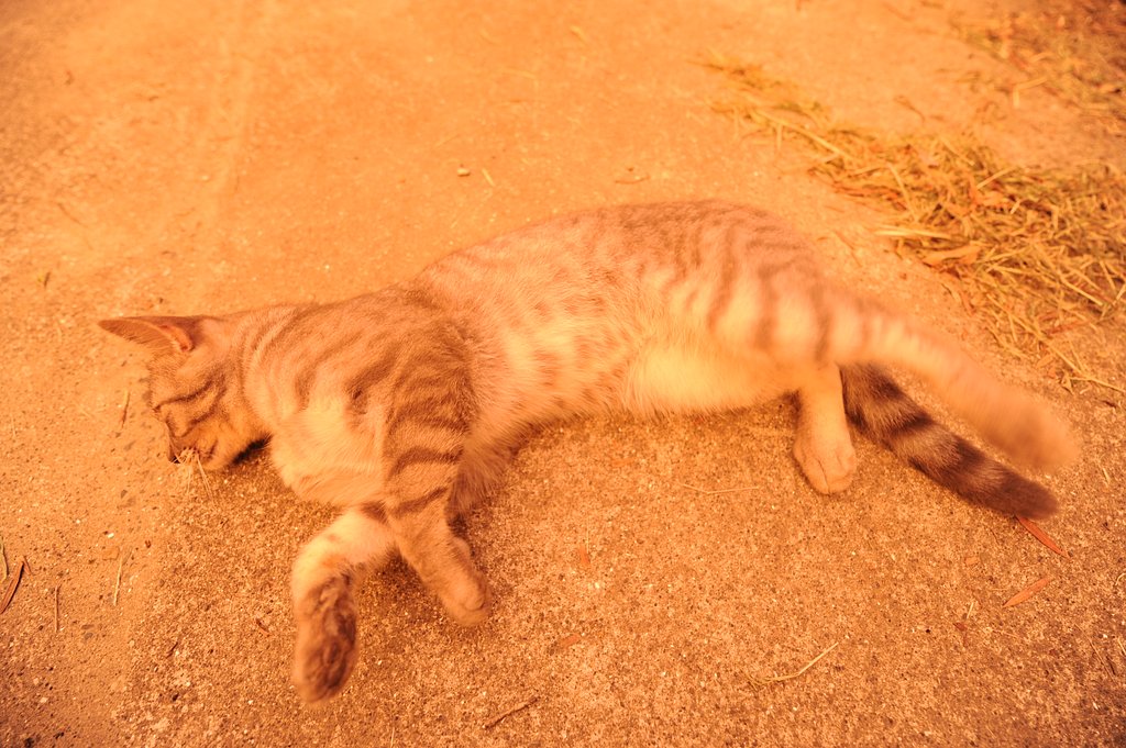 オレンジの世界と猫