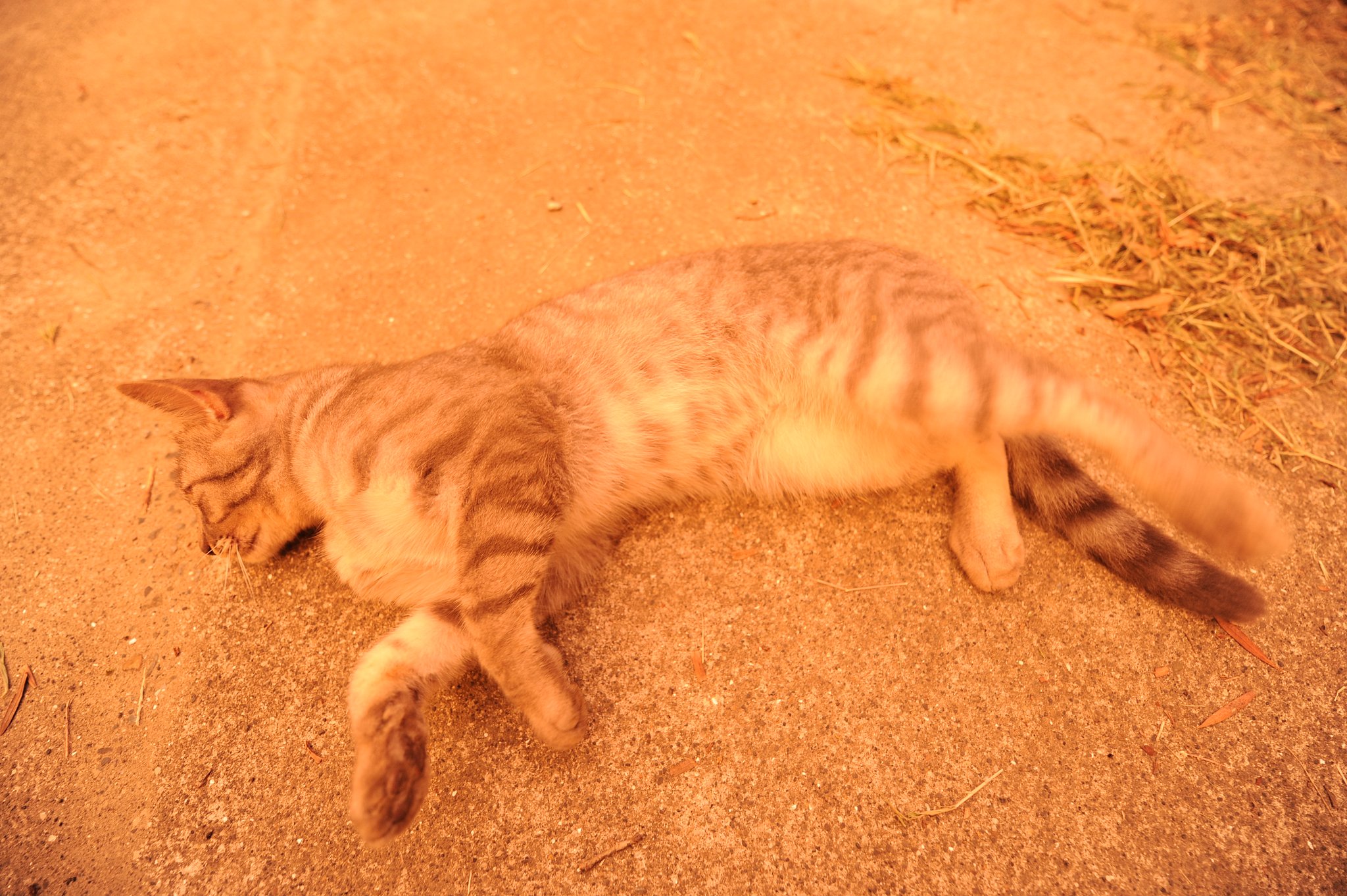 オレンジの世界と猫