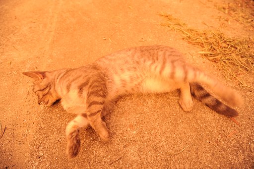 オレンジの世界と猫