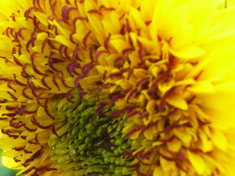 ひまわりの汗。
