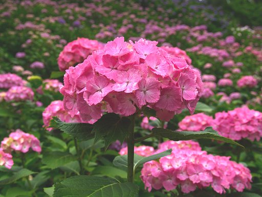 紫陽花