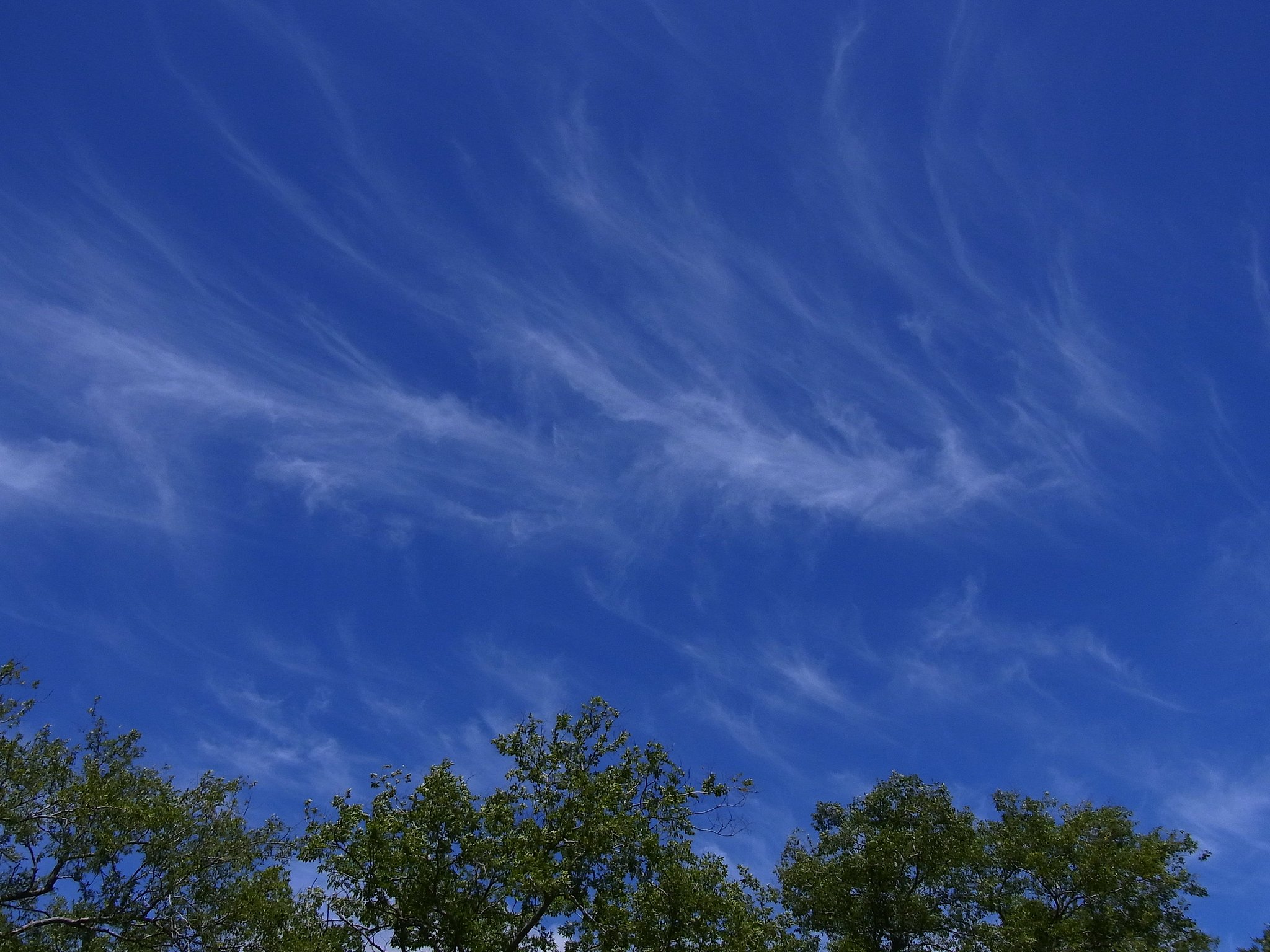筋雲