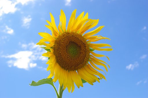ひまわり