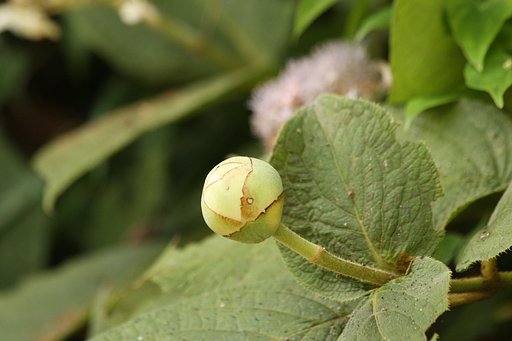 タマアジサイの蕾