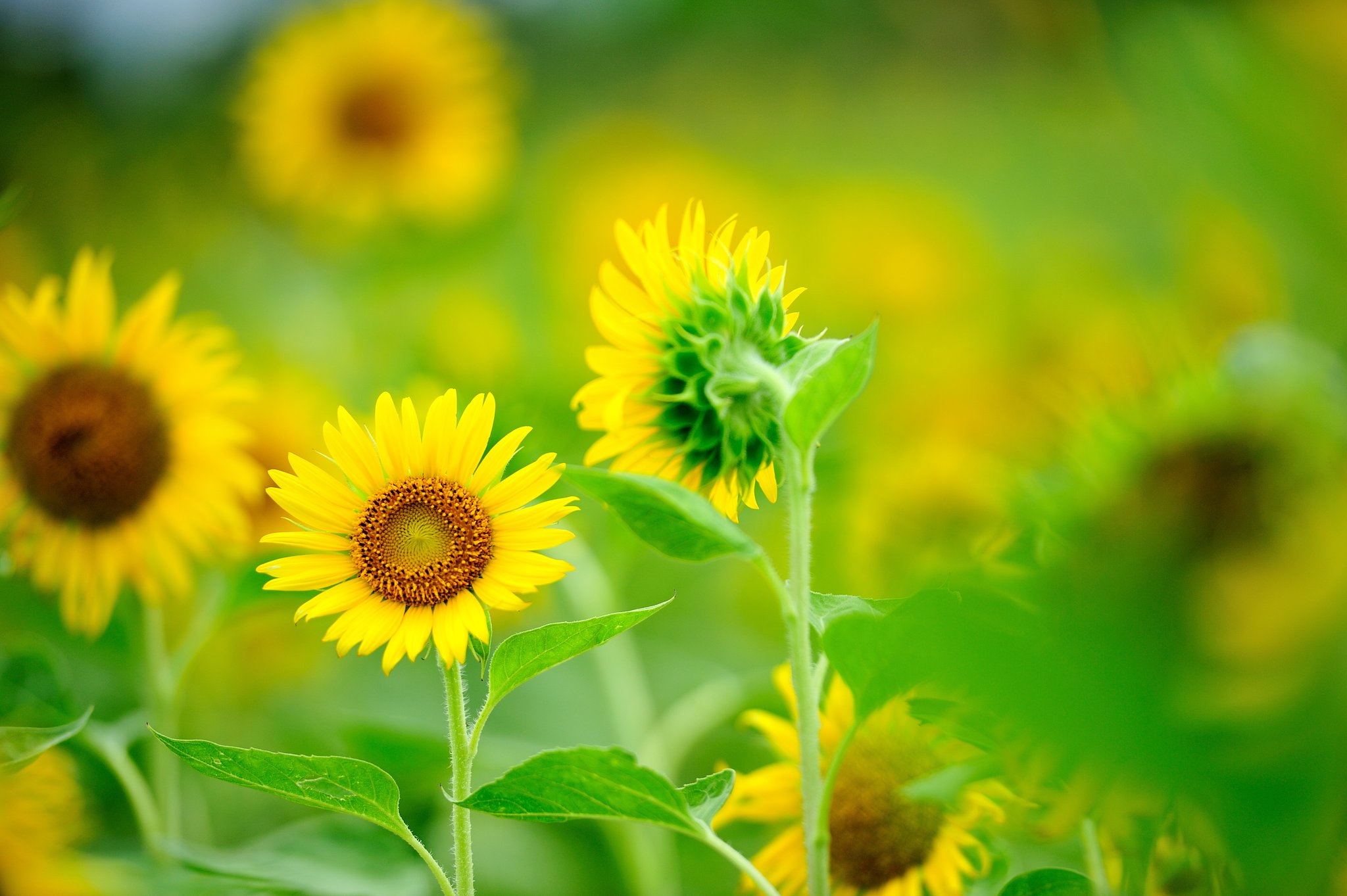 夏の花
