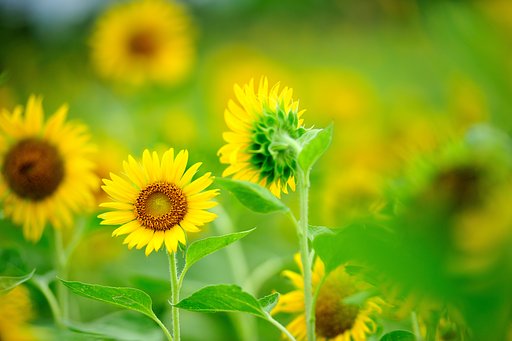 夏の花