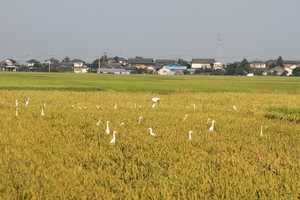 アマサギ