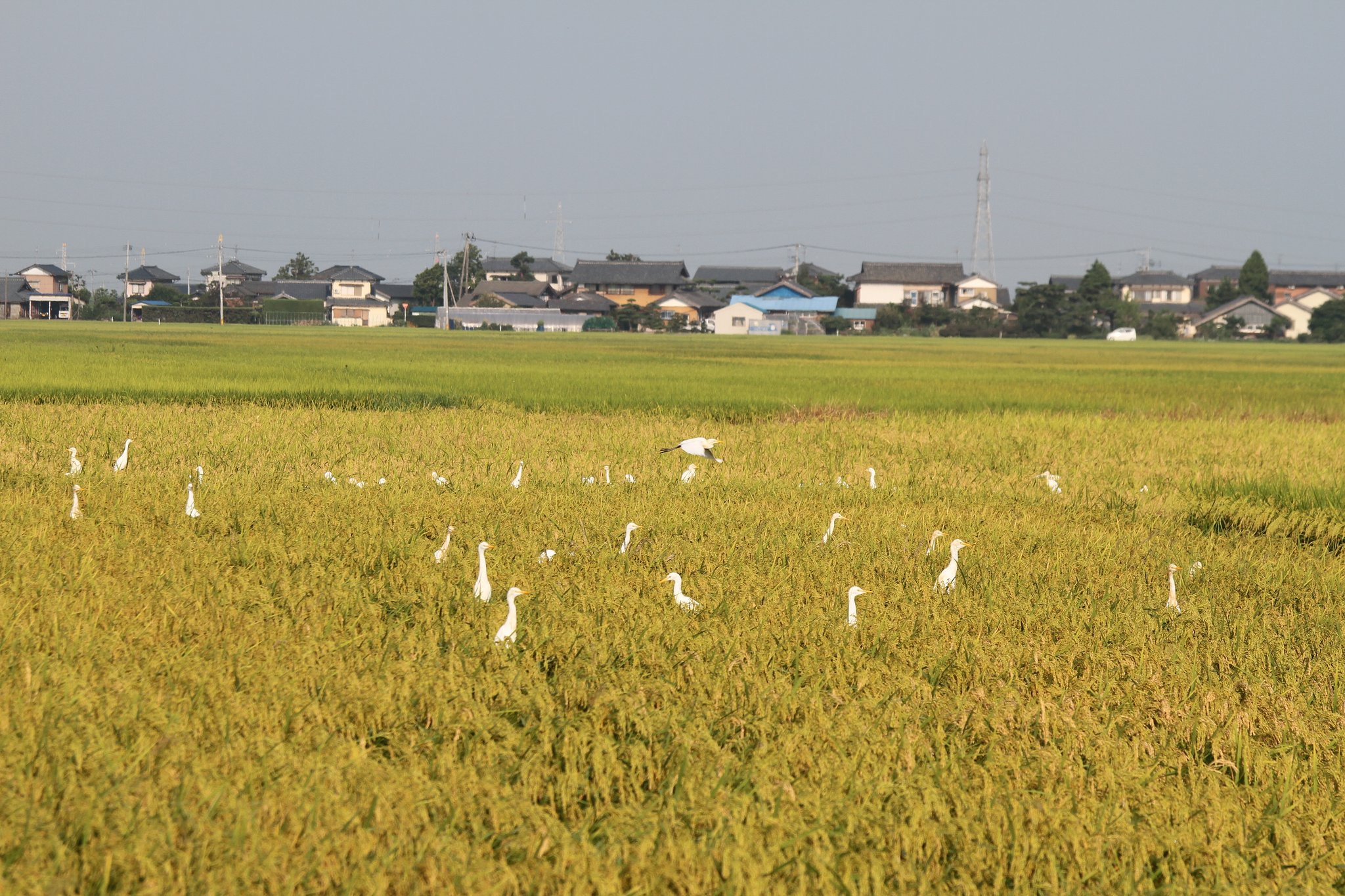 アマサギ