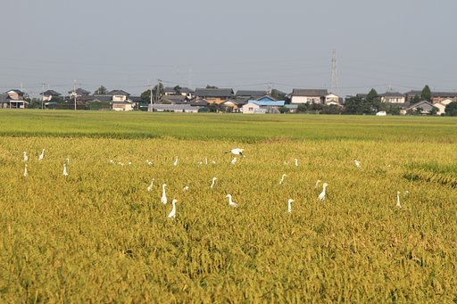 アマサギ