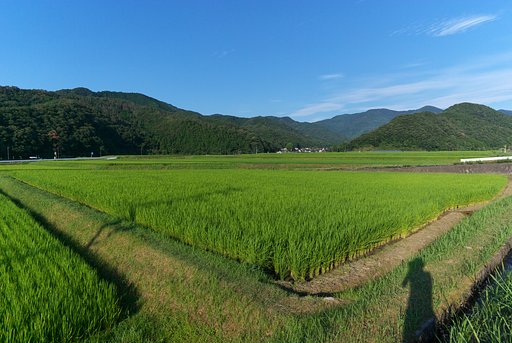 コシヒカリ田と我が村