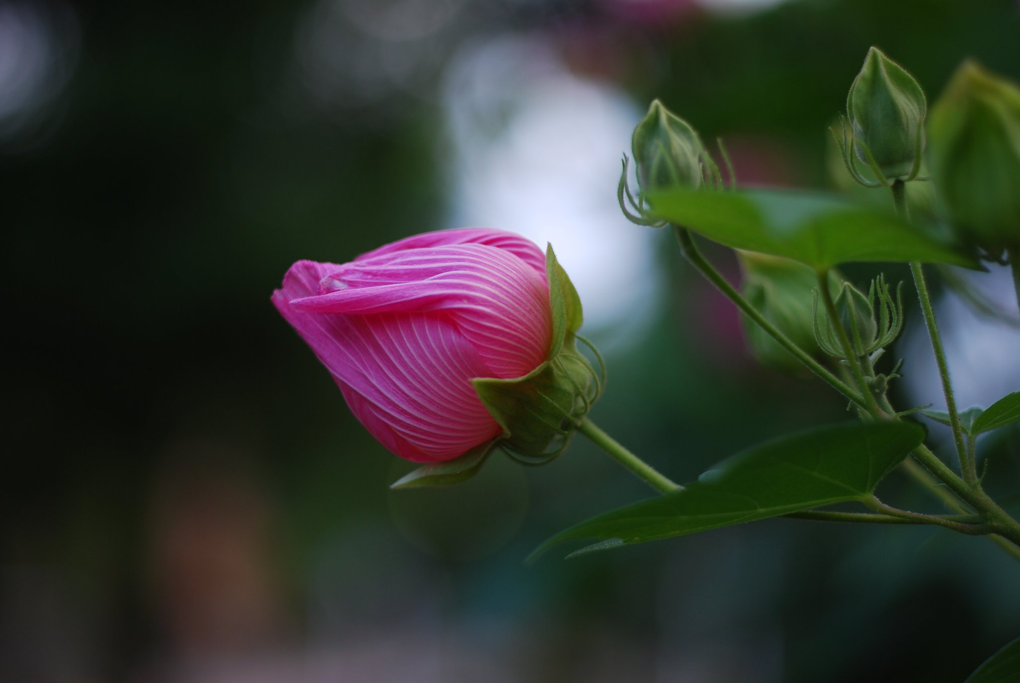 Summicron-R 50mmF2