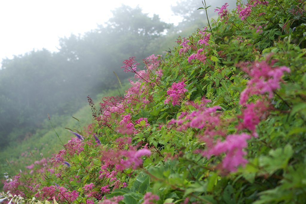 伊吹山のお花畑