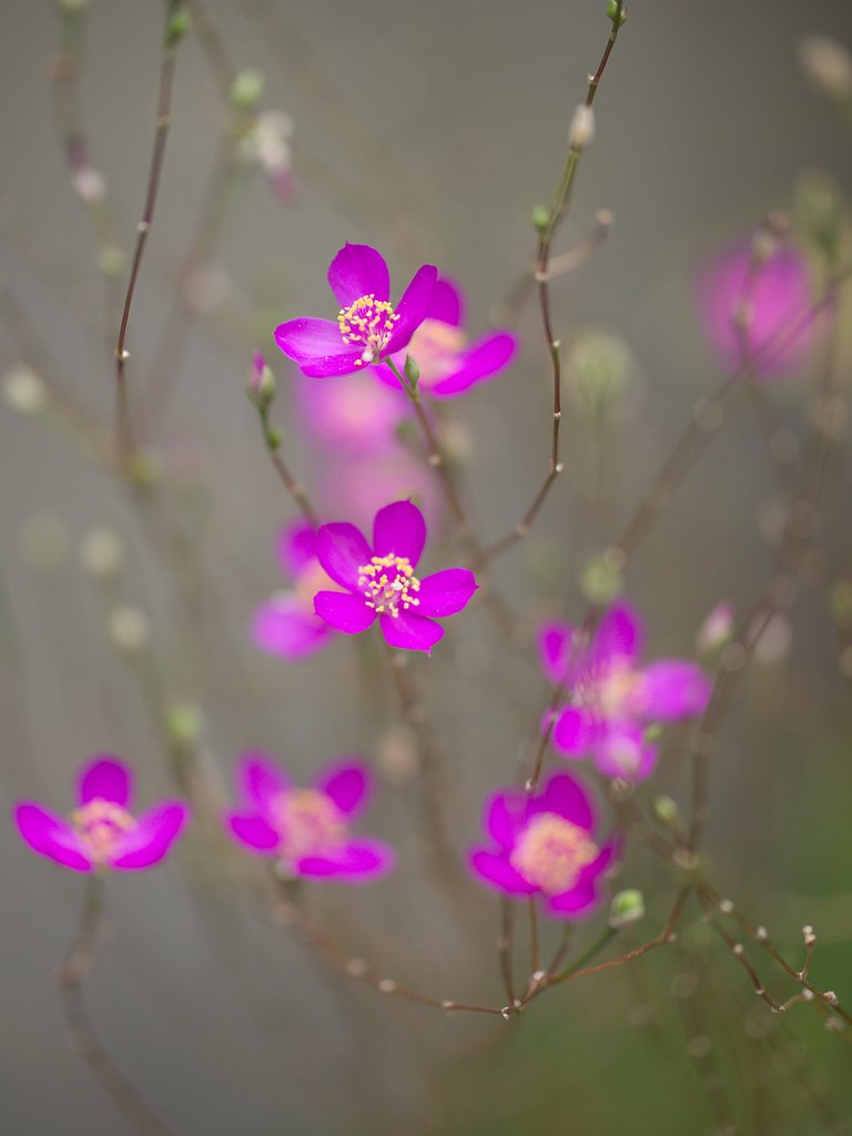 夏の花