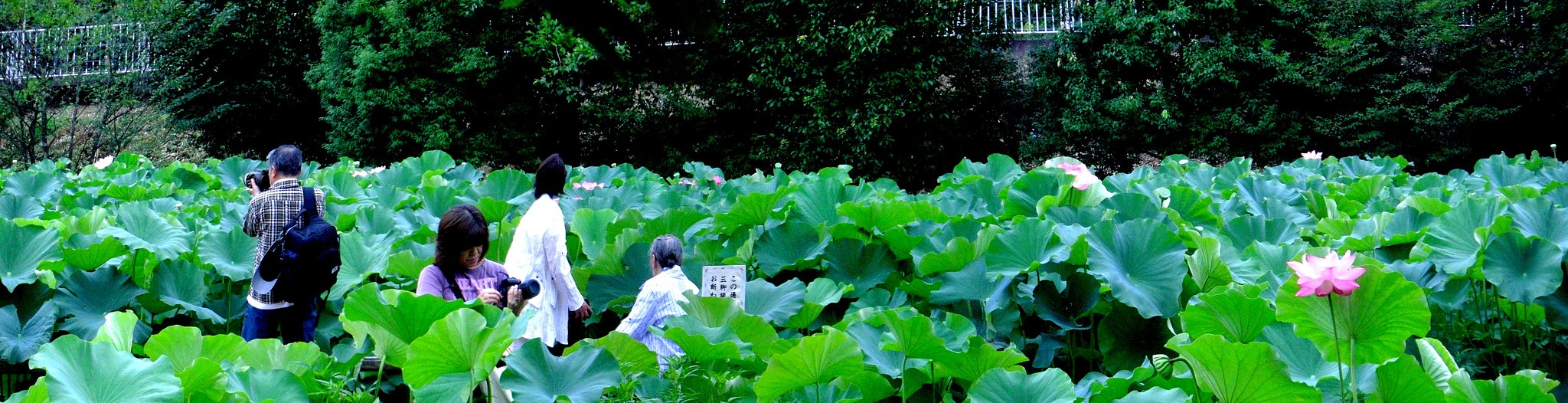 今年のハスの花も見納め