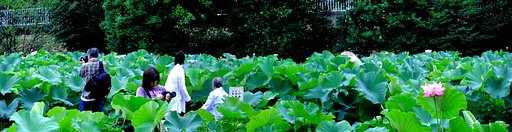 今年のハスの花も見納め