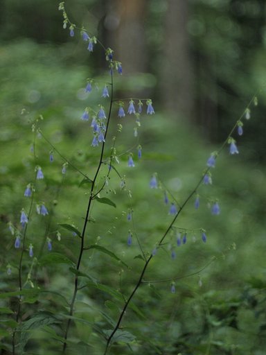 ソバナ