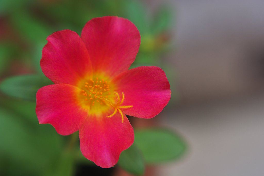 又、分からない花が
