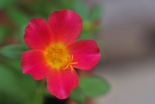 又、分からない花が