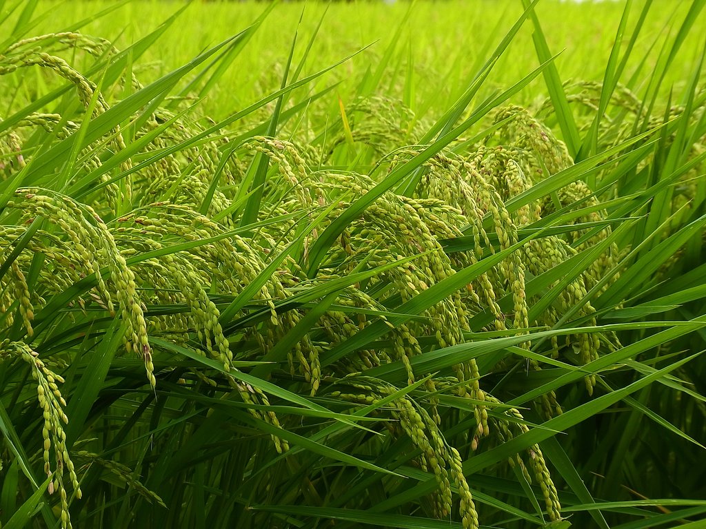 稲の実り