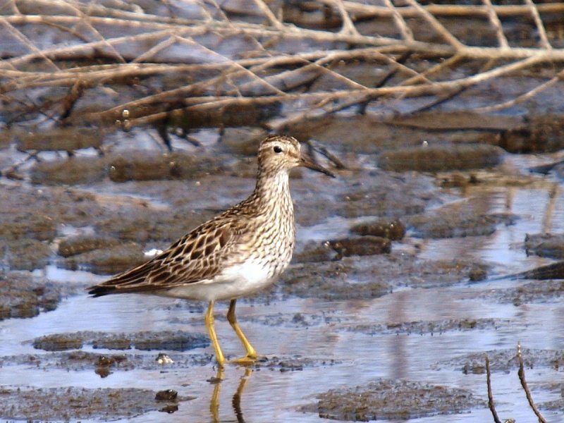 アメリカウズラシギかな？