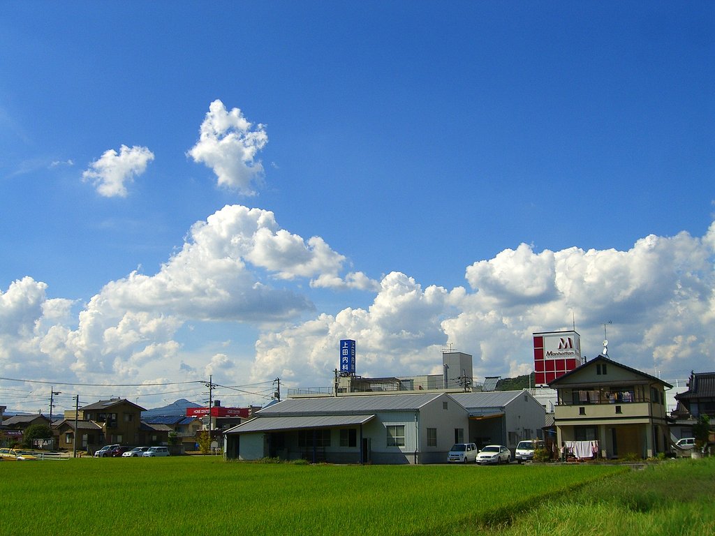 夏去らず