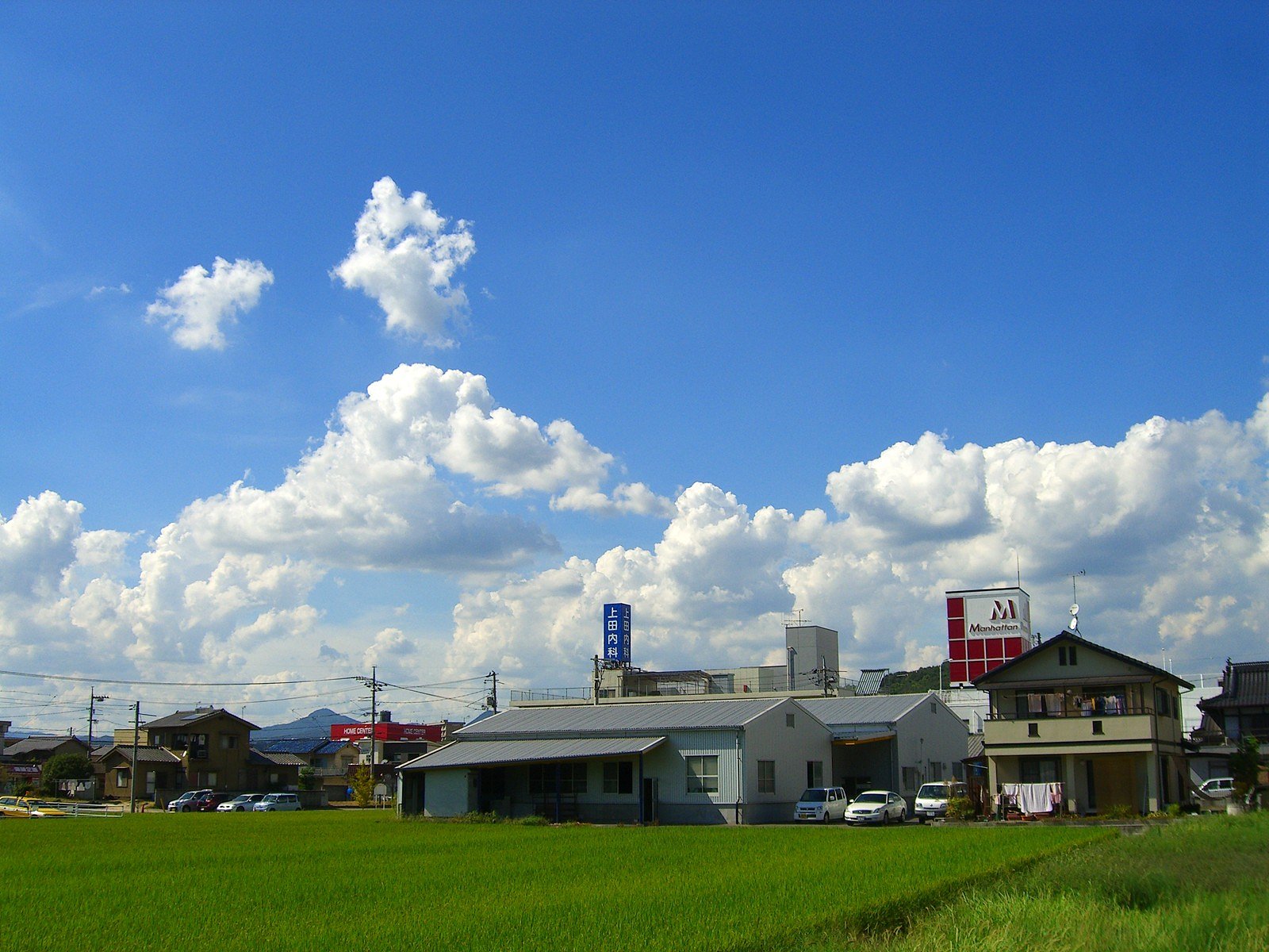 夏去らず