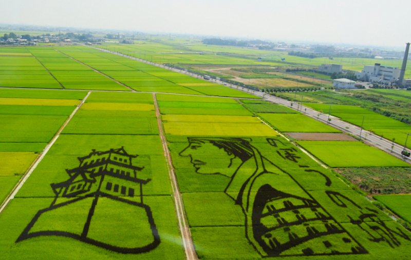 田んぼアート