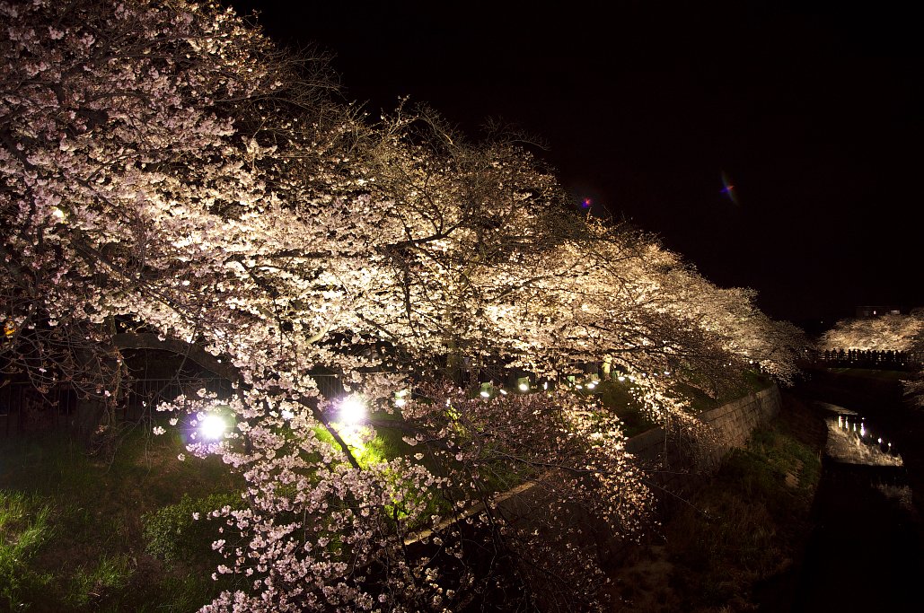 【花のある情景】宴会モード全開！！